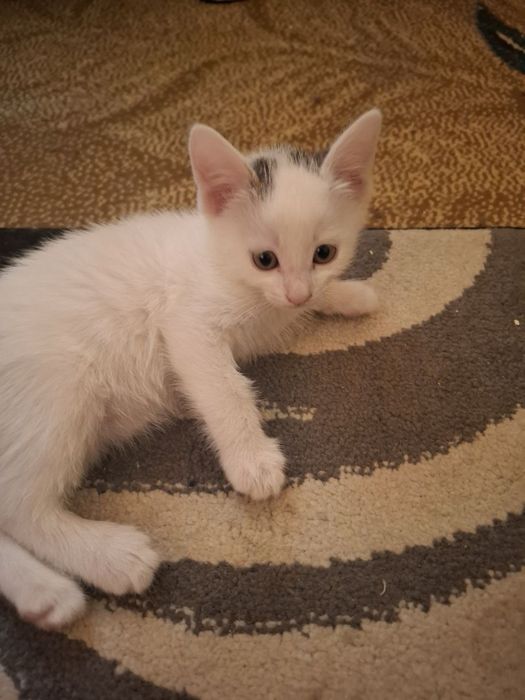 Отдам котенка в хорошие руки