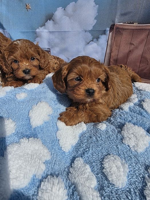 Кавапу момчета /Cavapoo