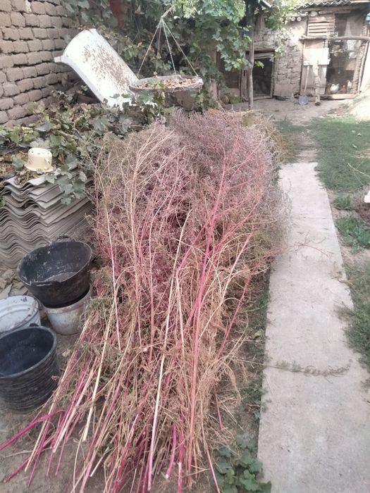 Qauli wipirgilar sotiladi 25000mingdan