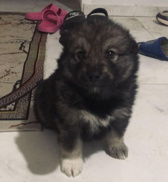 Отдам щенка бесплатно.