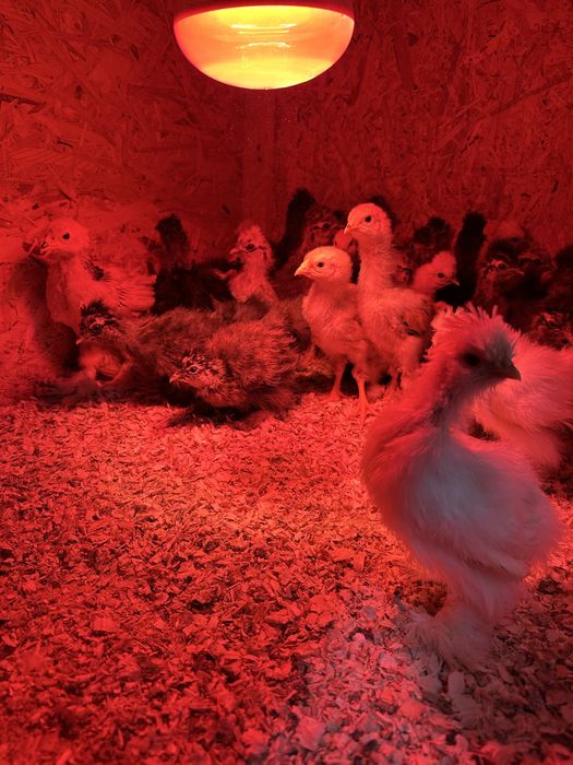 Pui Brahma, Wyandotte, Matase Japoneza