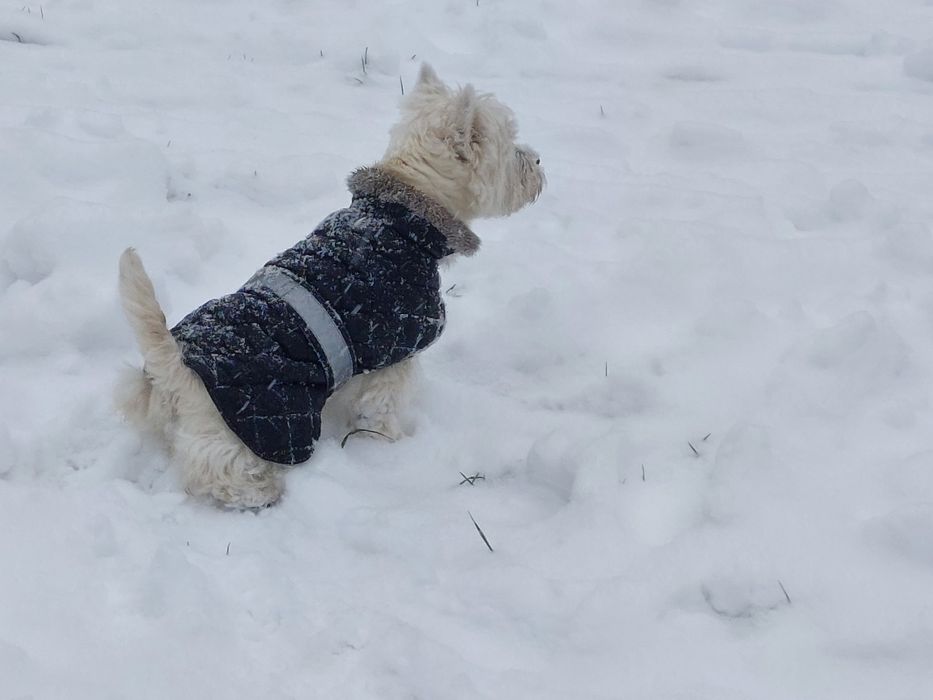 Catelusa Westie Highland White Terrier 1 an cu pedigree
