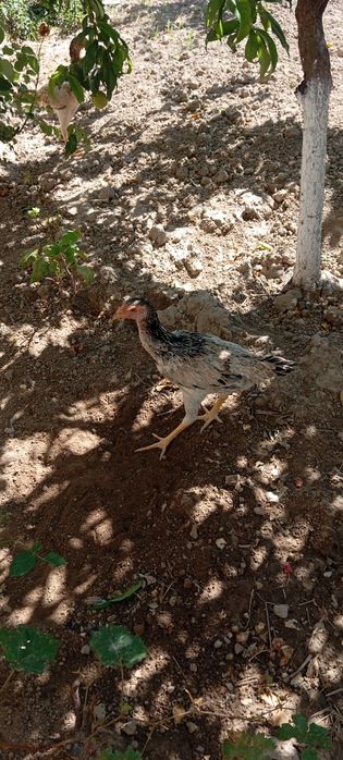 Dakan tovuq sotiladi