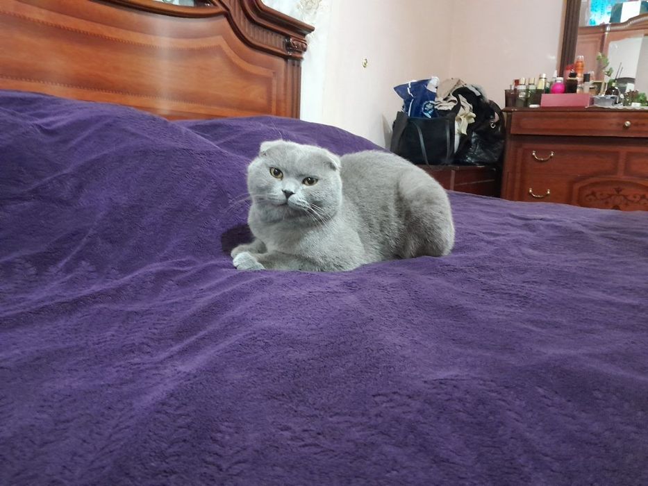 Viyaskaga Shatlanski seriy  o'g'il bola