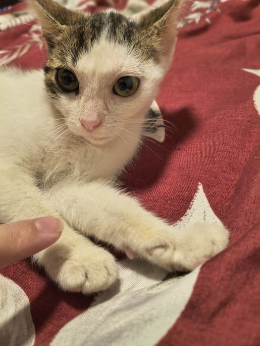 Motanel spre adoptie
