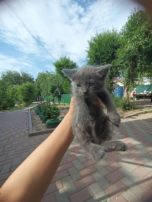 Котята породистые