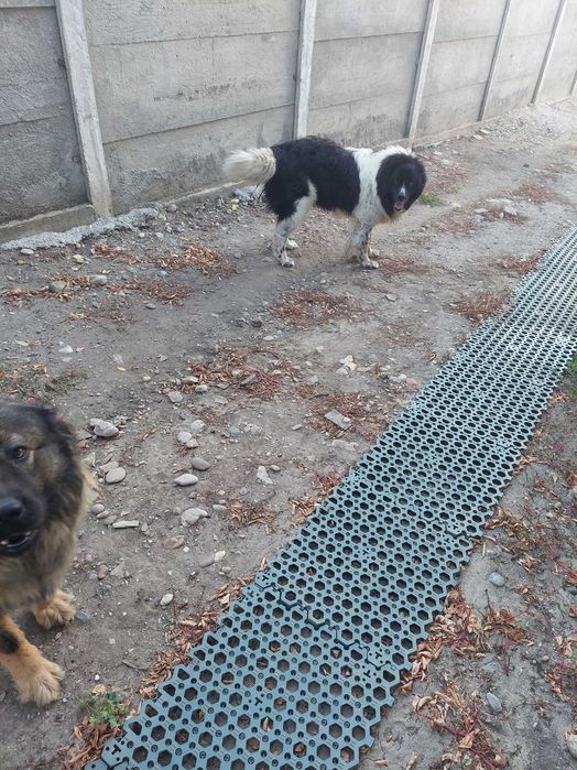Caini ciobanesc de bucovina si caucazian