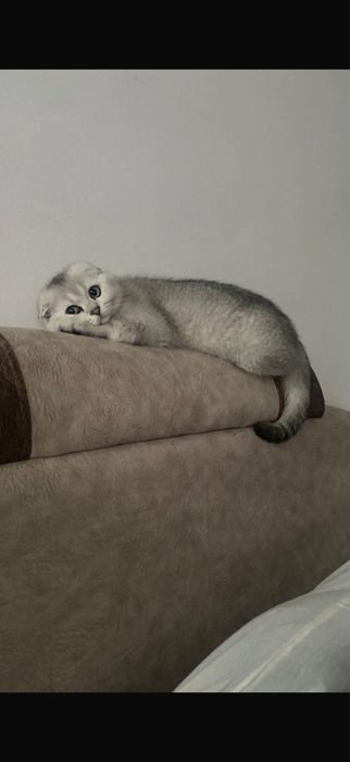 Кот Скоттиш-фолд