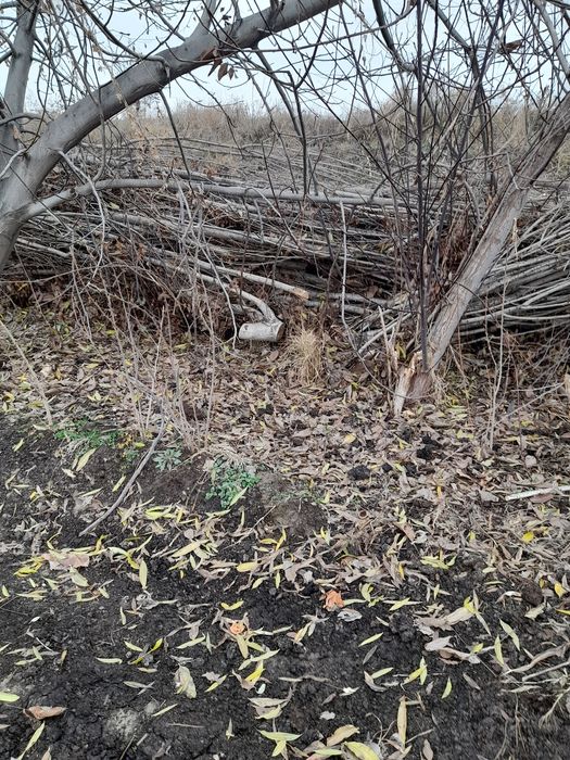 Утин сотилади(терак)