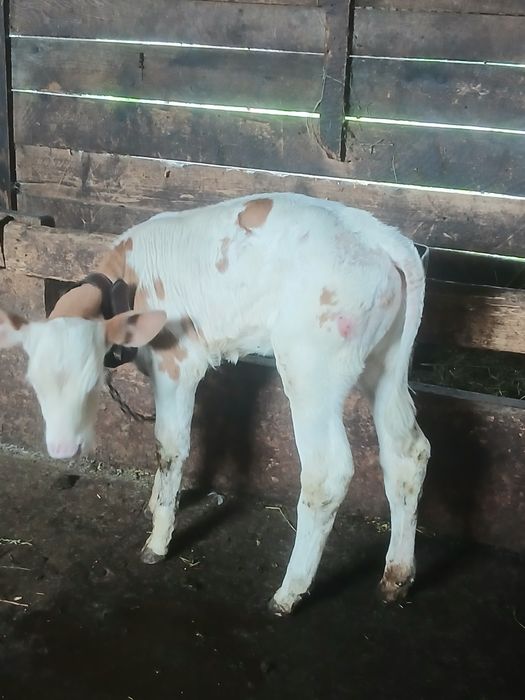 Vițel  de 1 luna de vanzare