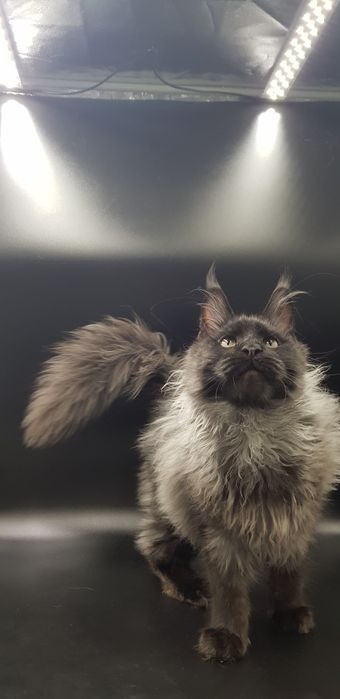 Кот мейн-кун крупный