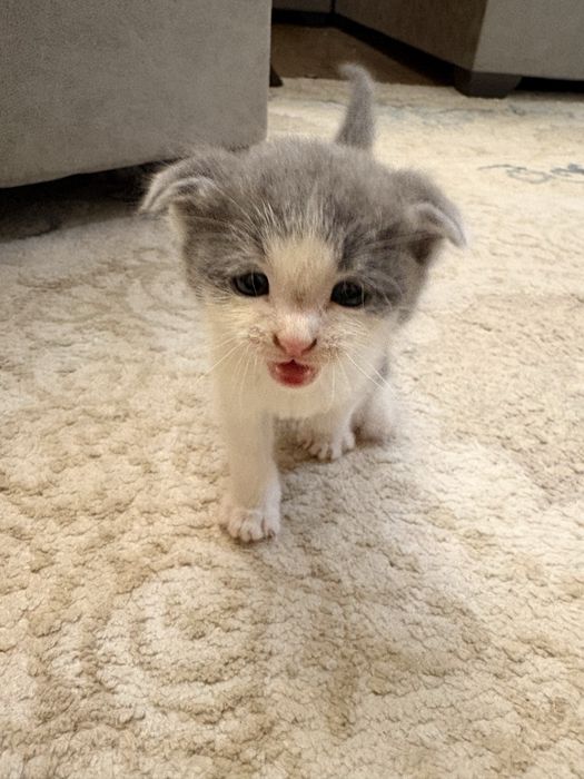 Mushuk Scottish Fold