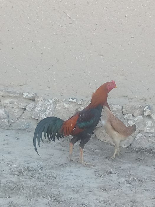 Дакен қораз сатылады