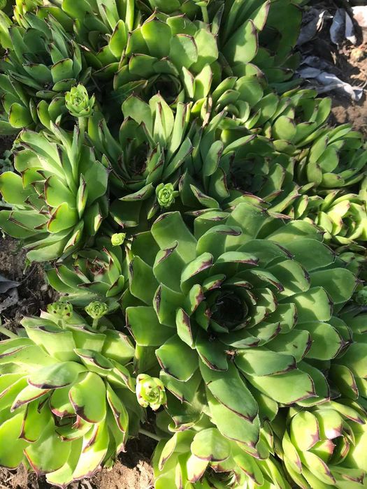 Сукуленти / Алпийска роза / Дебелец