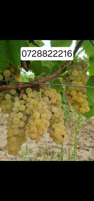 Struguri pentru vin productie 2026