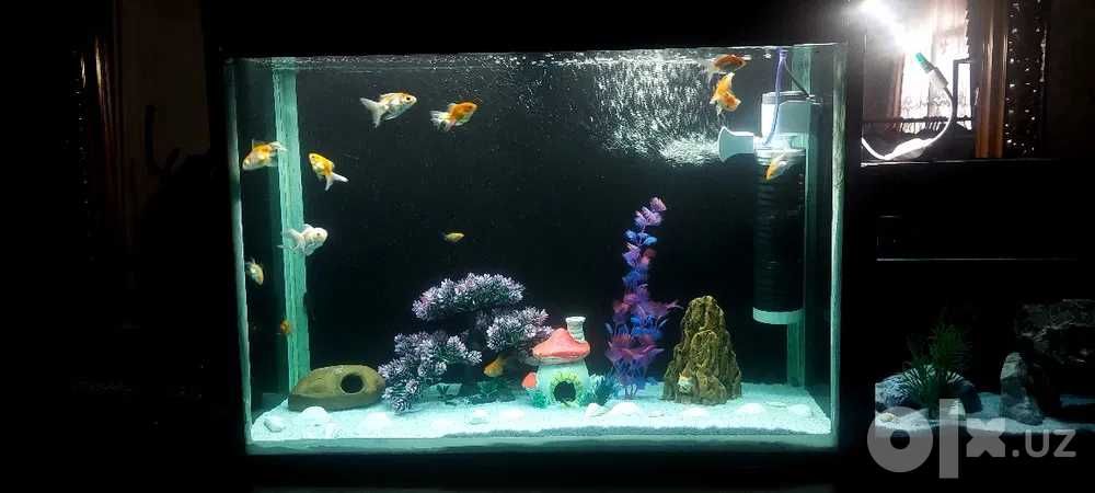 Akvarium 150Litr + Qum + Filtr + Dekor