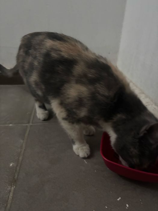 Кошка Подросток В Добрые Руки