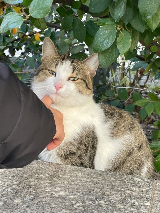 Отдам кота в добрые руки