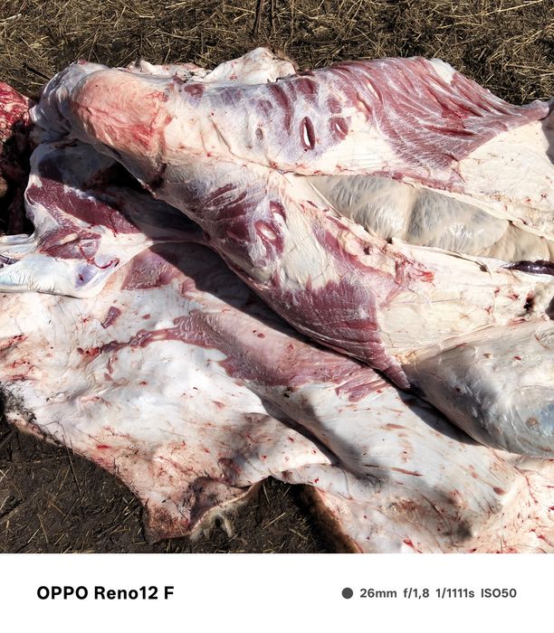 Продам свежее мясо говядины