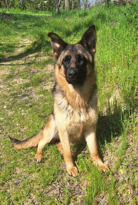 Femela ciobănesc german linie de show