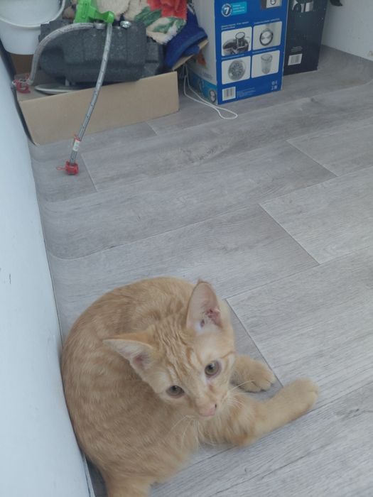Котенок, Бесплатно