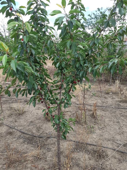 Taieri pomi  fructiferi -curti,gradini