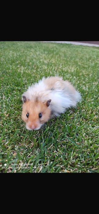 Хомяк сирийский .