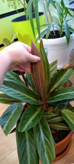 Строманта большая