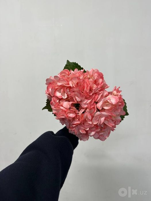 Гортензия Голландия