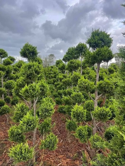 Plante ornamentale
