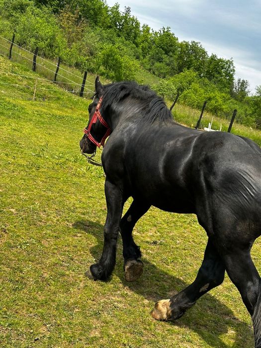 Vand  Armăsar de monta  negru an voastră de 4 ani cu acte