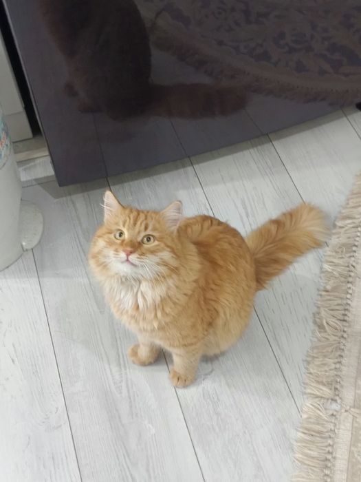 Пропал рыжий Кот!