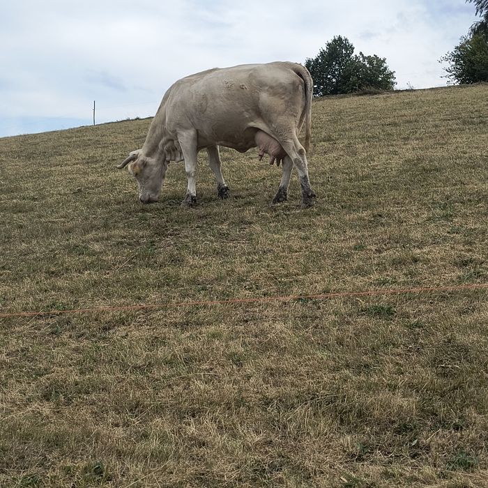 Vaca de vânzare cu lapte