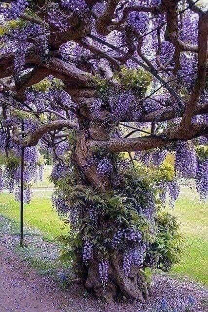Wisteria (Glicina )