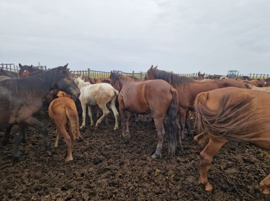 Согымга ургашы малдар сатамын