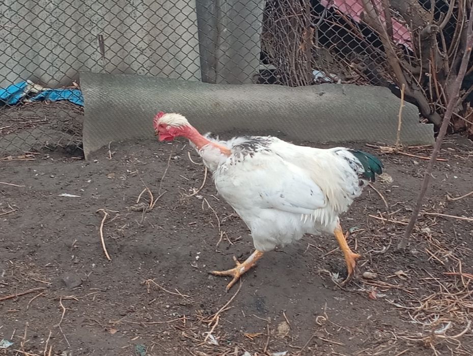 Продам молодых петушков этого года