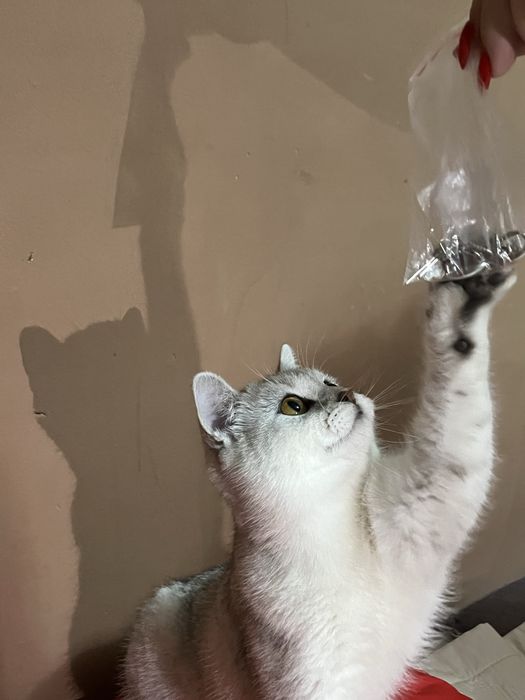 Котенок Шин Шиллы