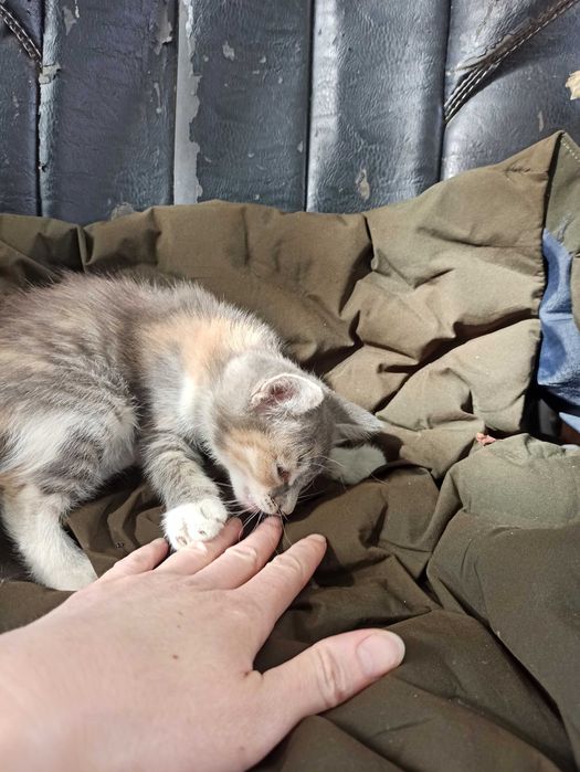 Котята бесплатно