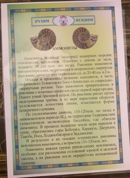 Мозаика Аммонит Пано