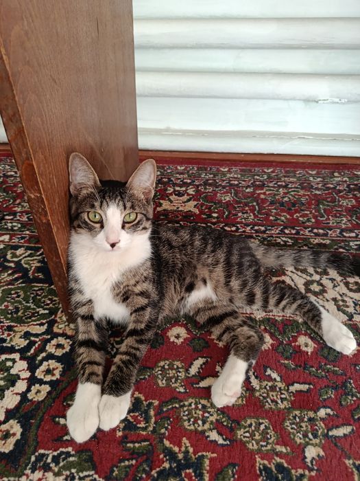 Yaxshi boqadigan odamga tekin