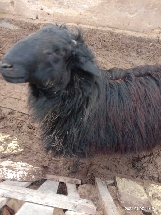 Семіз жас қошқар сатЫлады