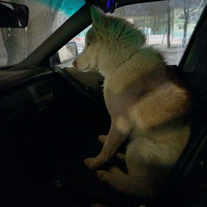 Собака ищет дом,потеряшка