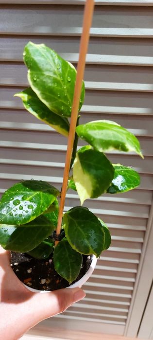 Хойи . Комнатные растения.