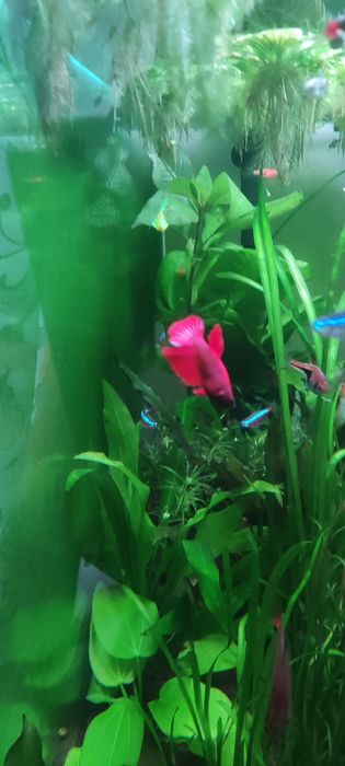 Продам молодого рыбку петушка