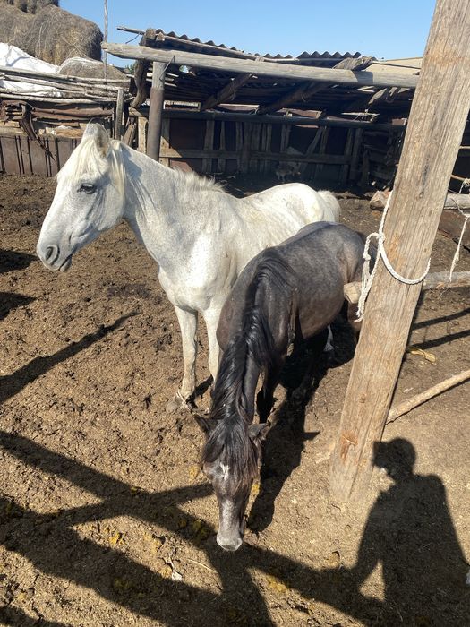 Продам кобылу 9 лет с жеребёнком