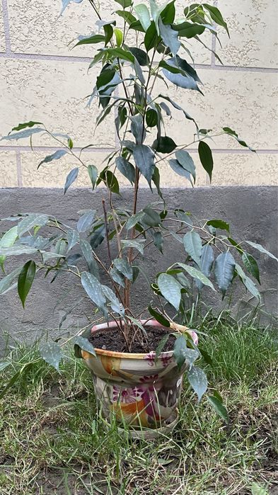 Комнатные растения