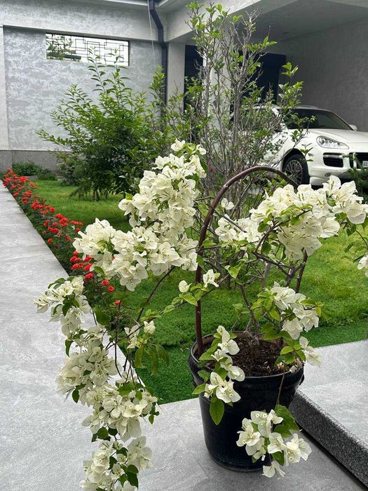 Сдаётся в аренду ДОМ HI TECH