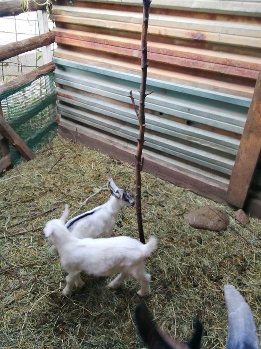Продам коз и козлят