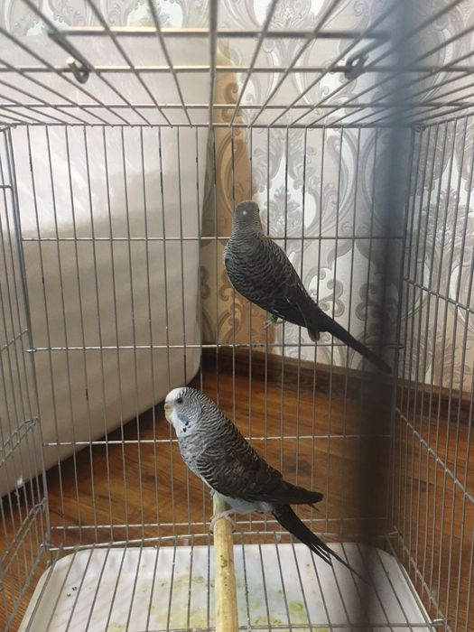 Papugay toti qush perevaznoy qora qanot