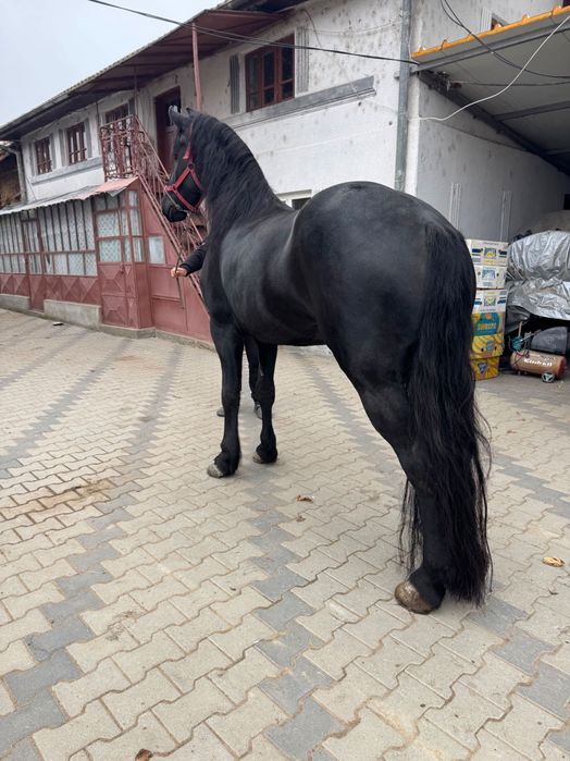Iapa Frizian 4 ani jumatate